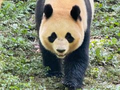 -中国大熊猫保护研究中心雅安碧峰峡基地