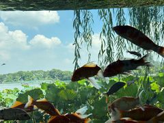 -湖畔居茶楼(湖滨店)