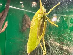 -上海大自然野生昆虫馆(东方明珠·爬宠昆虫探索中心)