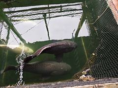 -蓝湾碧波·老字号·疍家非遗海上餐厅