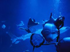 -烟台海昌鲸鲨海洋公园