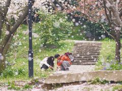 -苏州上方山国家森林公园