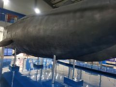 -上海海洋大学鱼文化博物馆(军工路校区)