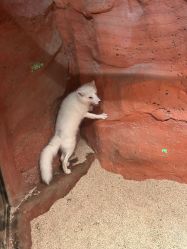 -Zoolung Zoolung动物主题公园(海信广场店)