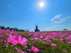 -大塘金香草谷