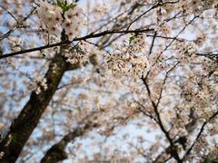 -高东镇樱花园