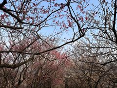 -香雪海