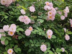 -白鹭湾湿地公园