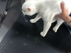 -十年猫舍·猫咪专门店(普陀店)