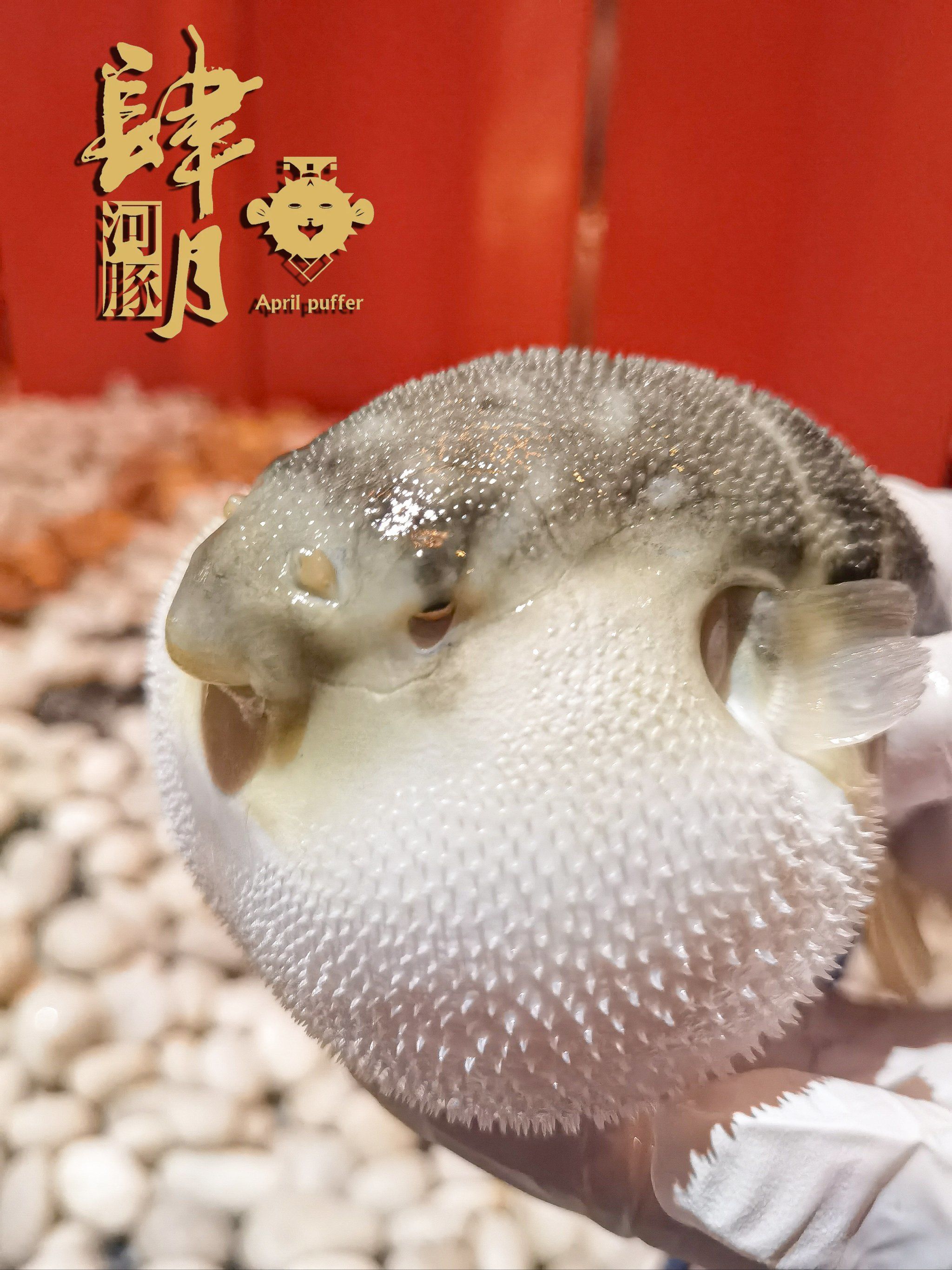 气鼓鼓的河豚味道真不错!
