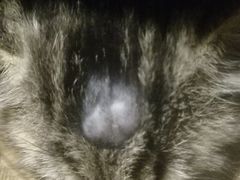 -纳吉亚猫专科动物医院博雅分院