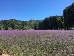 -紫海香堤香草艺术庄园