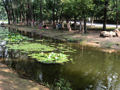 -长白岛森林公园