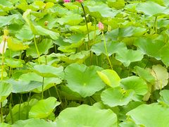 -梁鸿国家湿地公园