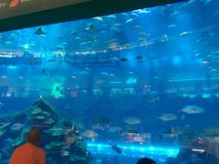 -迪拜水族馆及水下动物园