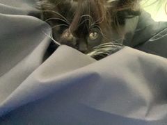 -pd派德宠物中心医院24H急重症·眼科中心·血液透析中心(嵩山北路店)