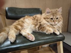 -MOCHA明星猫咖(田子坊店)