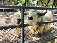 -长白岛森林公园