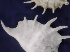 -上海海洋大学鱼文化博物馆(军工路校区)