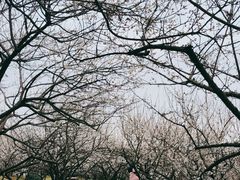 -香雪海