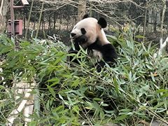 -都江堰中华大熊猫苑
