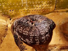 -上海大自然野生昆虫馆(东方明珠·爬宠昆虫探索中心)