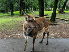 -哈尔滨北方森林动物园