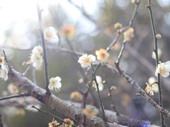 -广州市流溪河国家森林公园