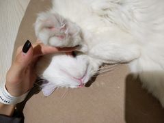 -猫和宫(六道口店)