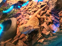 -七巧国萌宠乐园(龙湖天街店)