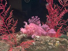 -暹罗海洋世界