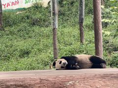 -中国大熊猫保护研究中心雅安碧峰峡基地