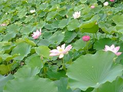 -莲花池公园