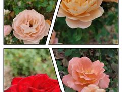 -上海山野camping·户外天幕烧烤·团建拓展营地