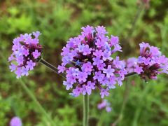 -洋湖国家湿地公园