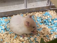 -FAELING PETS美天灵宠物(合生汇店)
