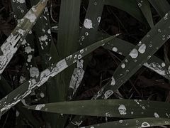 -桤木河湿地公园