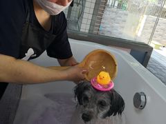 -贝贝宠物乐园(常青花园店)