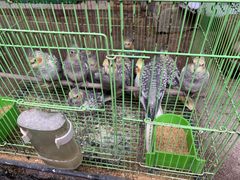 -桂林市花鸟市场