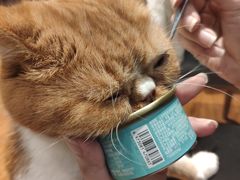 -绒爪撸猫下午茶·猫咖
