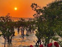 -宝安西湾红树林湿地公园