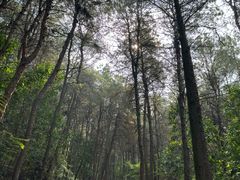 -铁山坪森林公园