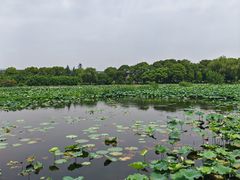 -荷塘月色湿地公园·向阳花洲