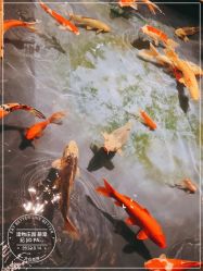 -造物庄园 萌宠纪(苏州湾歌林公园店)