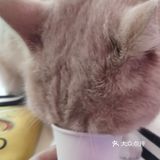 带宝宝体验萌宠互动，88元，人气非常棒