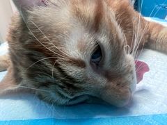 -爱诺耐芙动物医院(万博店)