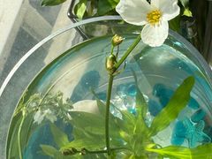 -宝鸡东道花鸟鱼虫市场(吉利花园商场店)
