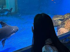 -顺德南宏海立方海洋公园