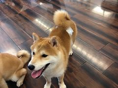 -豆柴町-柴犬主题狗咖(红鼎国际C座店)