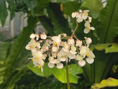 -国家植物园